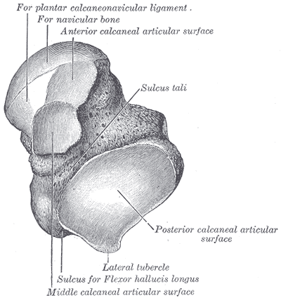 Anatomic illustration of the left talus seen from below, showing the dome and articular surfaces