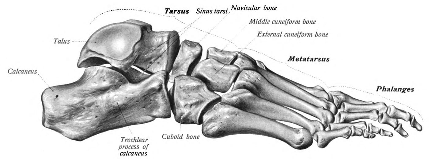 Anatomy of the lateral foot bones — the sinus tarsi is the small canal between the talus and calcaneus on the outer side of the foot, just in front of the lateral malleolus, where pain in this syndrome is felt.