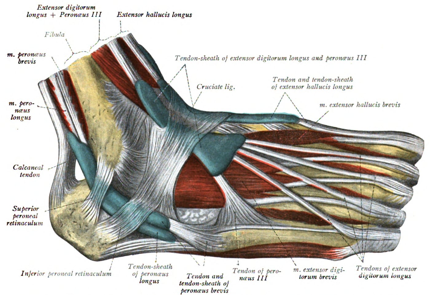 Anatomic plate showing the extensor compartment — the extensor digitorum longus and extensor hallucis longus run across the front of the ankle and along the top of the foot, where the shoelaces commonly press.