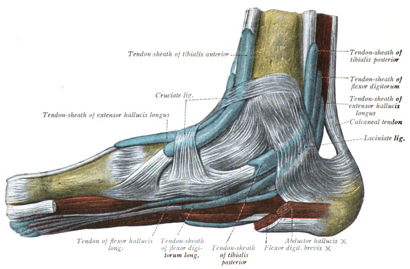Anatomy of the medial leg and foot — the tibialis posterior tendon runs behind the medial malleolus and inserts on the navicular and other midfoot bones, supporting the arch. Weakening or tearing this tendon is the most common cause of adult flatfoot.